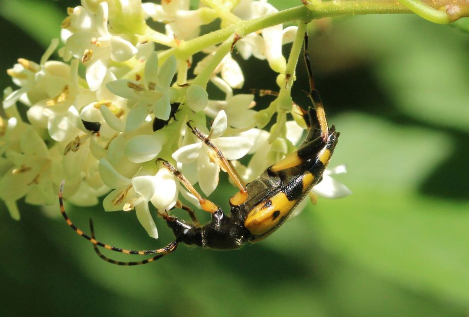 Rutpela maculata - tarkacsápú karcsúcincér