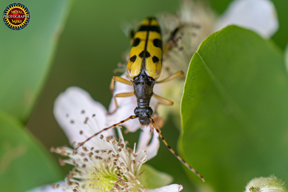 Rutpela maculata - tarkacsápú karcsúcincér