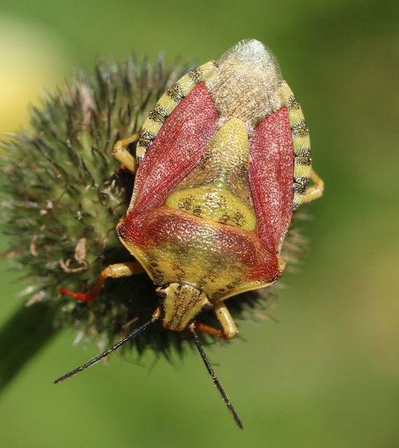 Carpocoris purpureipennis - piros gyümölcspoloska Carpocoris purpureipennis - piros gyümölcspoloska