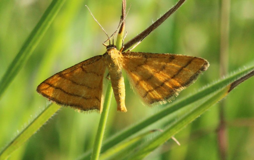 Idaea aureolaria - aranyos sávosaraszoló