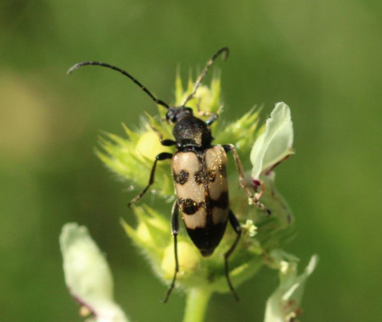 Pachytodes erraticus - rajzos virágcincér