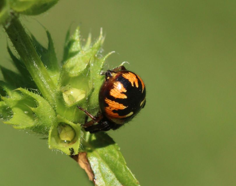 Synema globosum - fekete-sárga karolópók