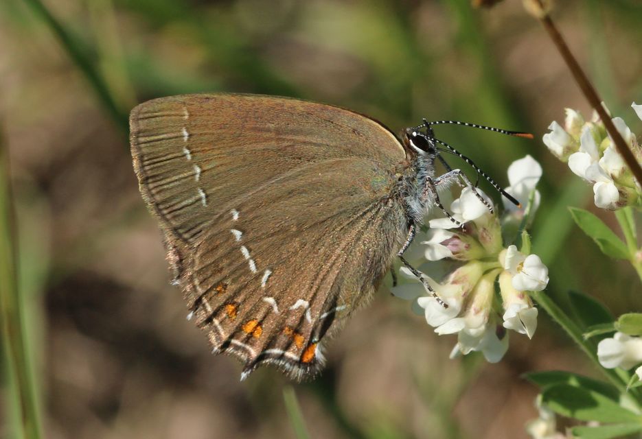 Satyrium ilicis - tölgyfa-csücsköslepke