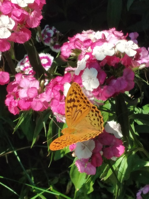Argynnis pandora - zöldes gyöngyházlepke