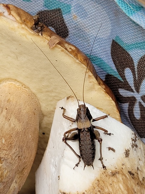 Pholidoptera aptera - nagy avarszöcske