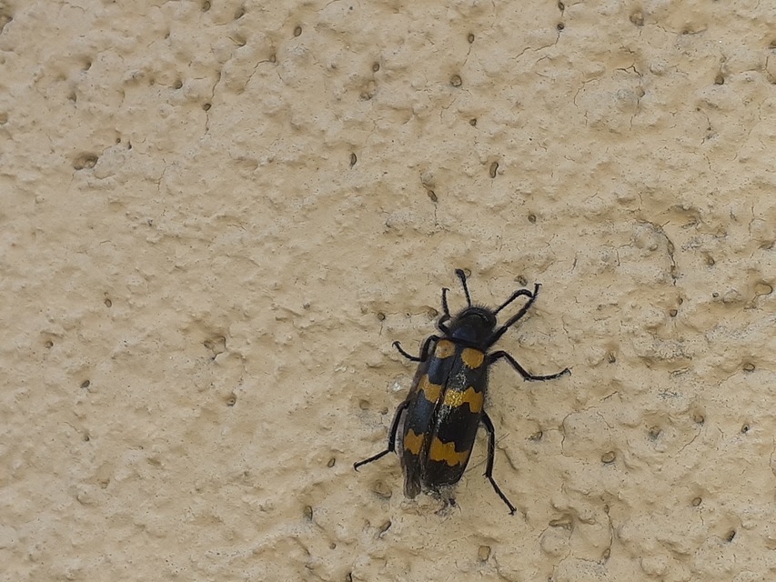 Mylabris variabilis - szalagos hólyaghúzó Mylabris variabilis - szalagos hólyaghúzó