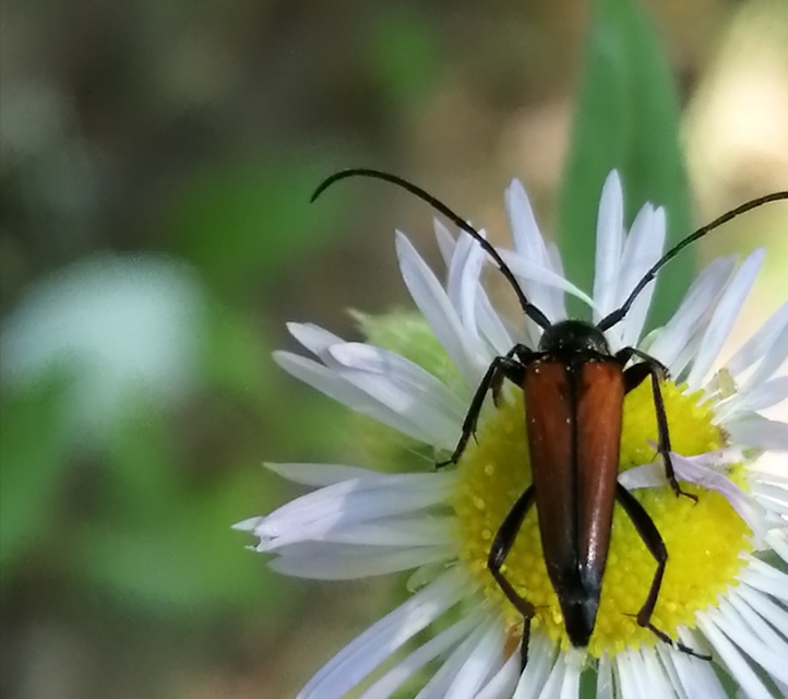 Stenurella melanura - feketevégű karcsúcincér