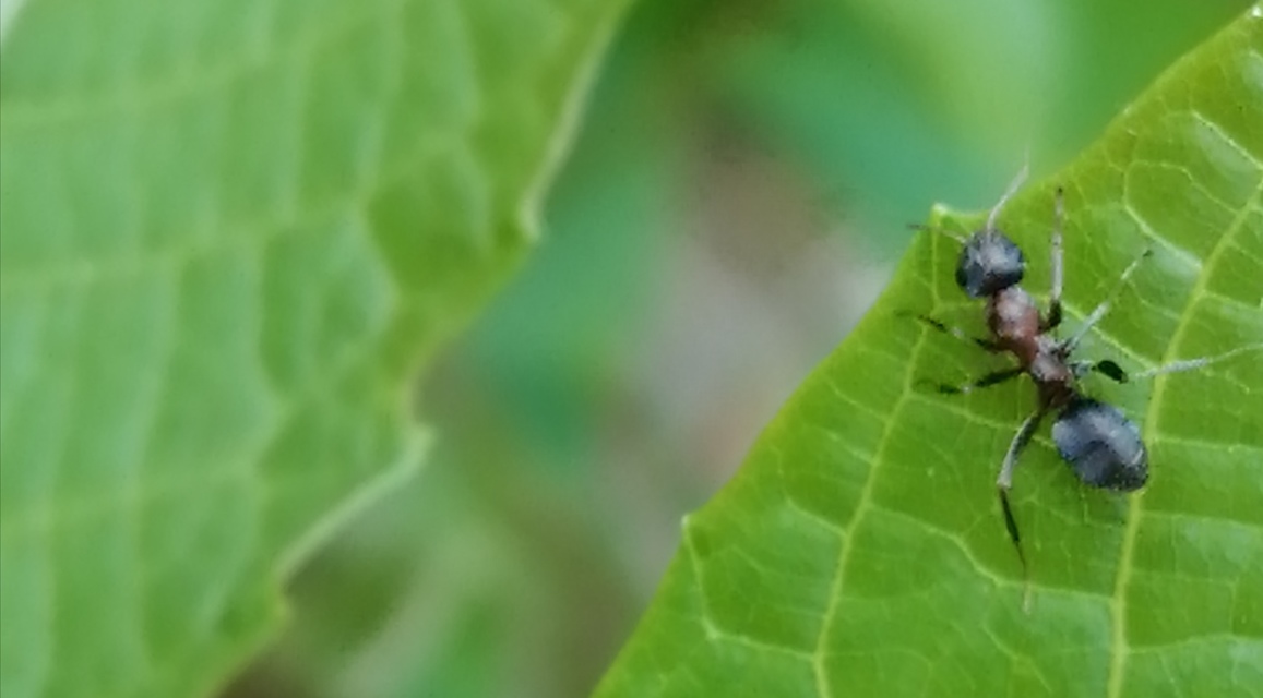 Formica cunicularia - gyakori rabszolgahangya