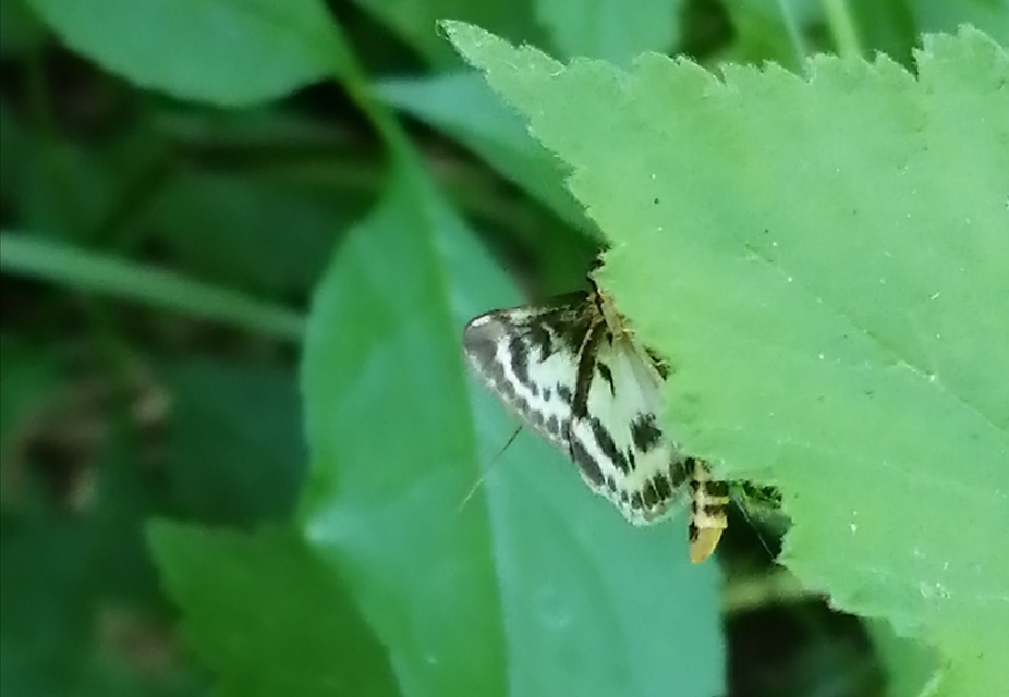 Anania hortulata - tarka csalánmoly