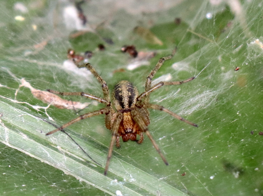 Agelena labyrinthica - illó tölcsérpók