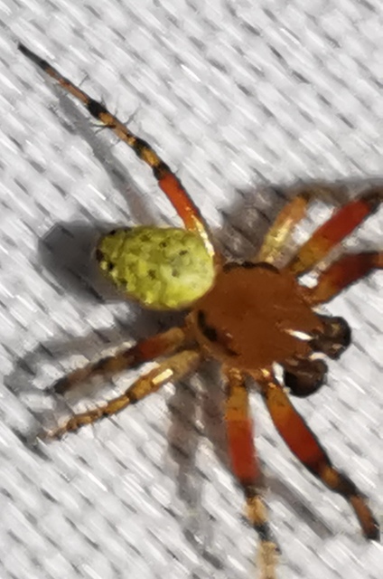 Araniella