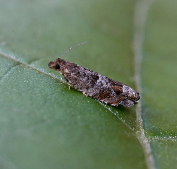 Olethreutinae