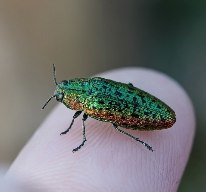 Lamprodila mirifica - szilfa-tarkadíszbogár Lamprodila mirifica - szilfa-tarkadíszbogár