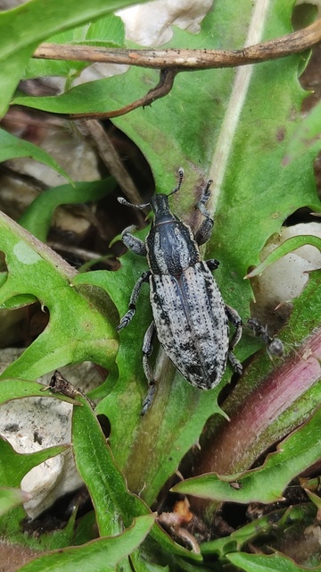 Pseudocleonus cinereus - hamvas barkó