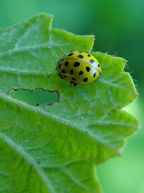 Psyllobora vigintiduopunctata - huszonkétpettyes katica