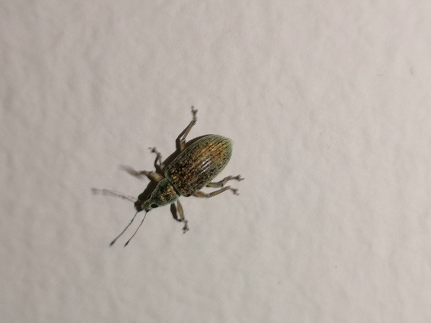 Polydrusus formosus - selymes lombormányos