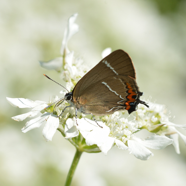 Satyrium w-album - szilfa-csücsköslepke