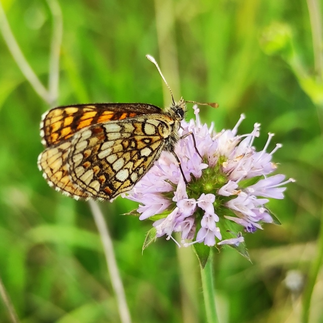 Melitaea aurelia - recés tarkalepke