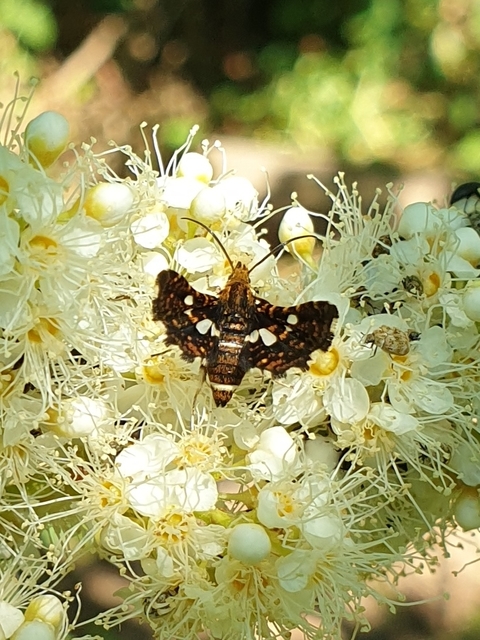 Thyris fenestrella - gyakori ablakosmoly