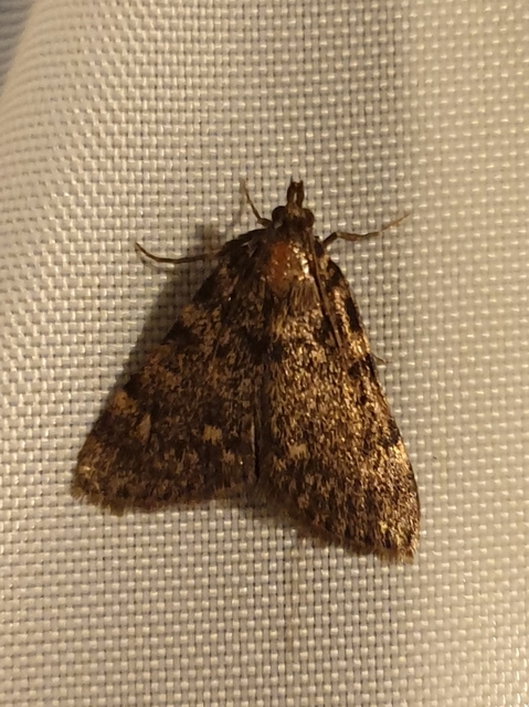 Aglossa pinguinalis - zsiradékmoly