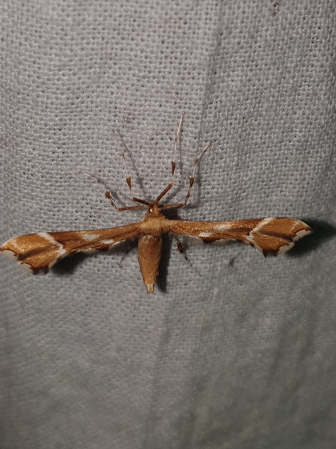 Cnaemidophorus rhododactyla - rózsabogyó-tollasmoly