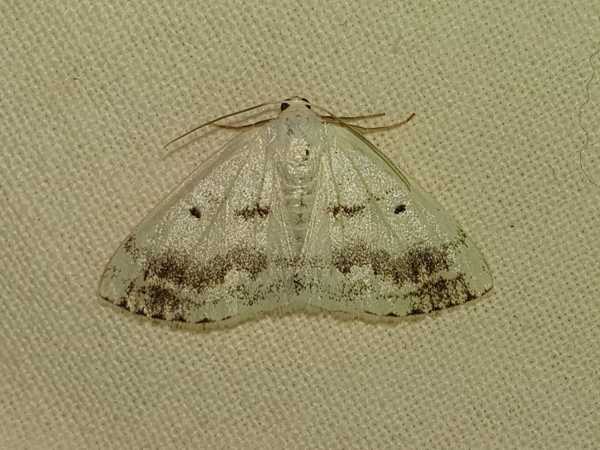 Lomographa temerata - foltos fehéraraszoló