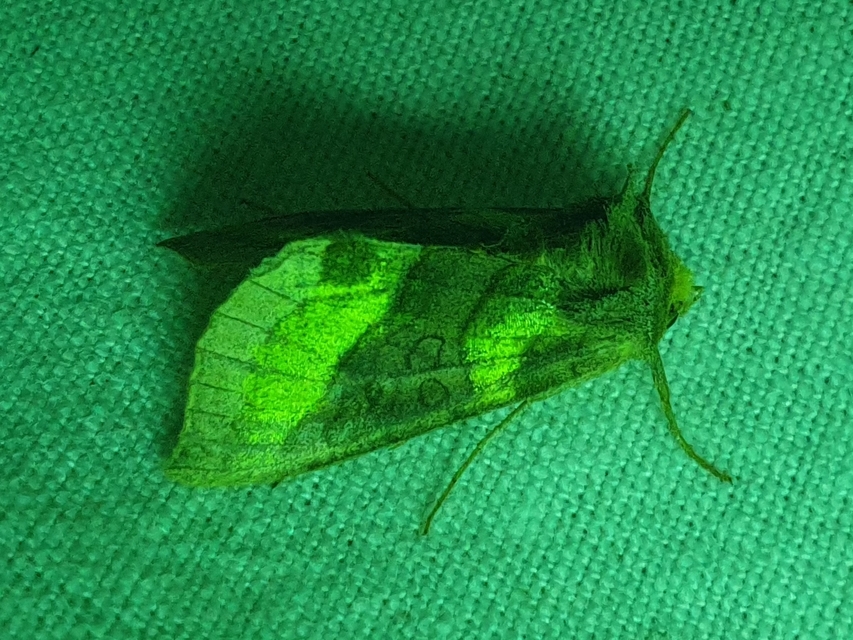 Diachrysia chrysitis - aranybagoly