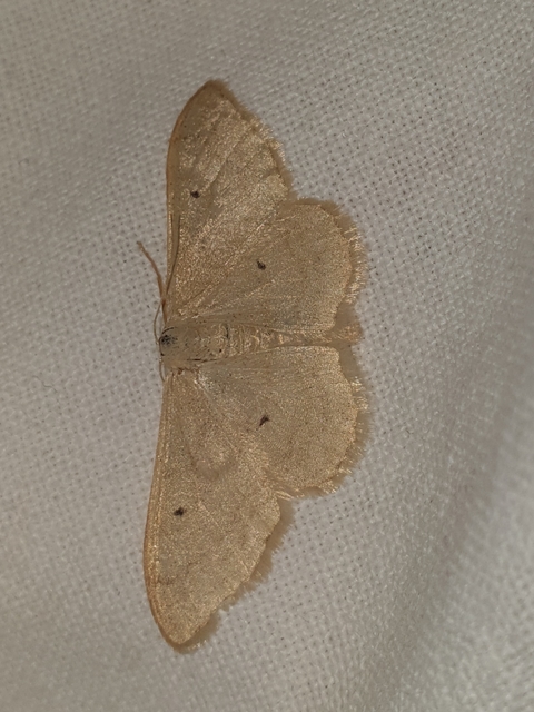 Idaea straminata - szalmasárga sávosaraszoló