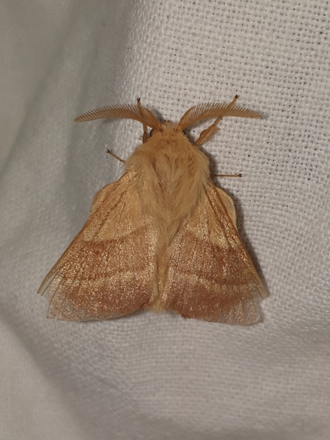 Malacosoma neustria - gyűrűsszövő