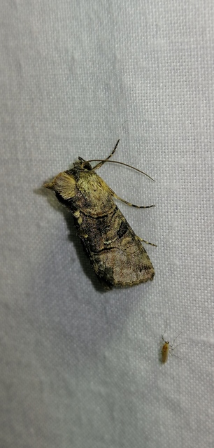 Abrostola tripartita - szürkeövű csalánbagoly