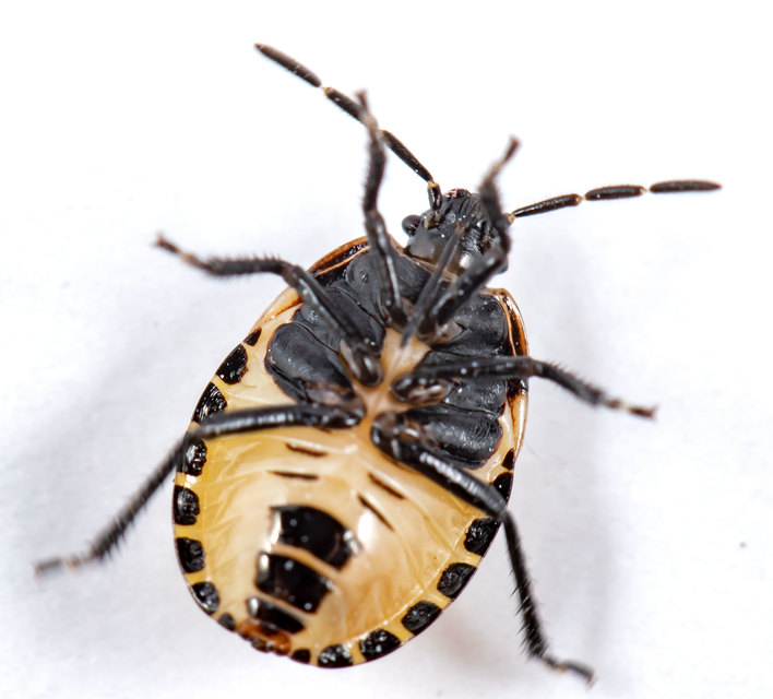 Tritomegas bicolor - foltos földipoloska