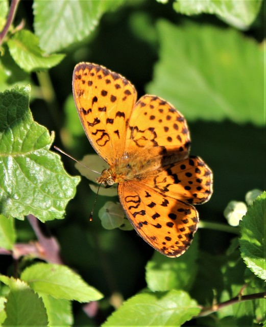 Brenthis daphne - málna-gyöngyházlepke