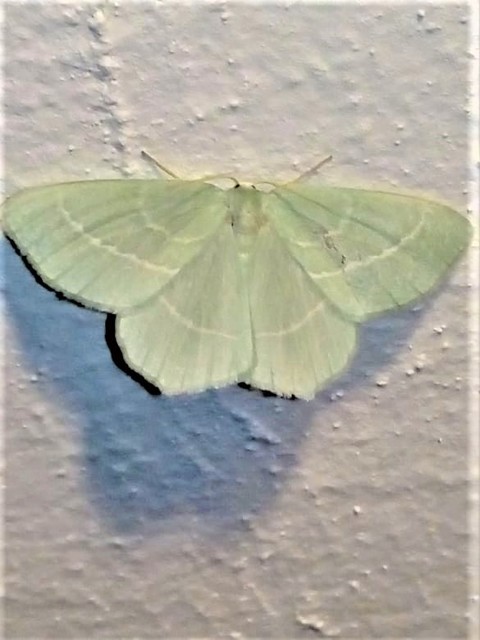 Hemistola chrysoprasaria - kékes zöldaraszoló