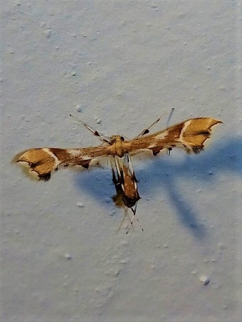 Cnaemidophorus rhododactyla - rózsabogyó-tollasmoly