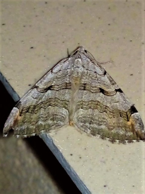 Aplocera efformata/plagiata