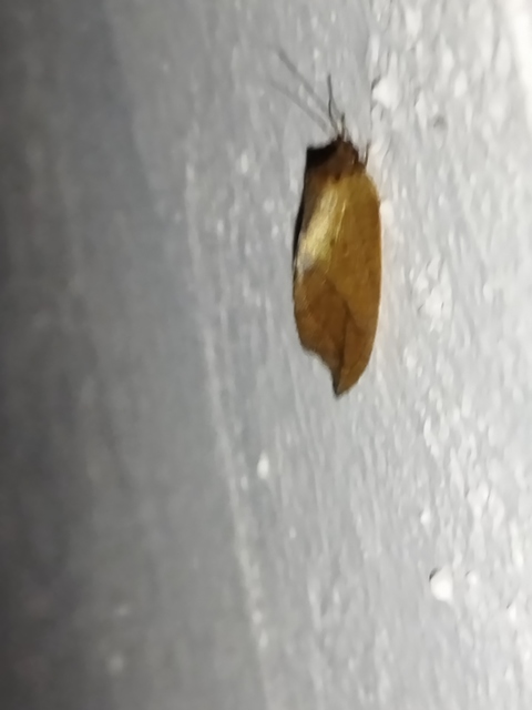 Drepanepteryx phalaenoides