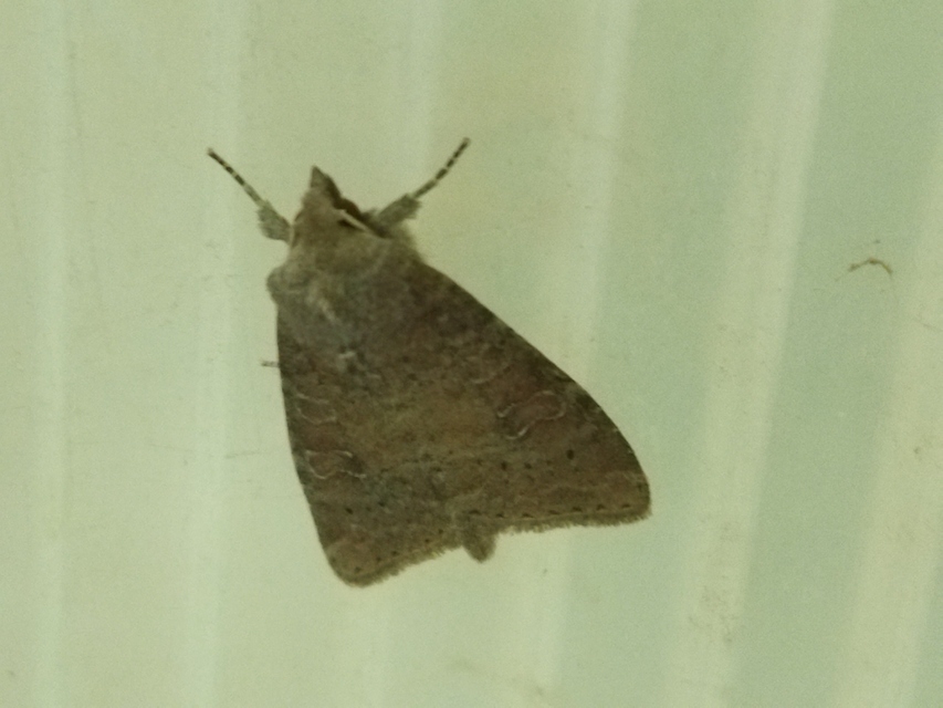 Parastichtis suspecta - sötét erdeibagoly