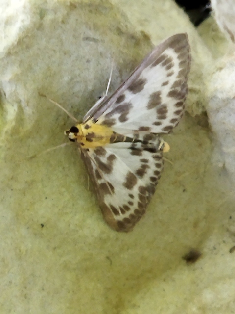 Anania hortulata - tarka csalánmoly