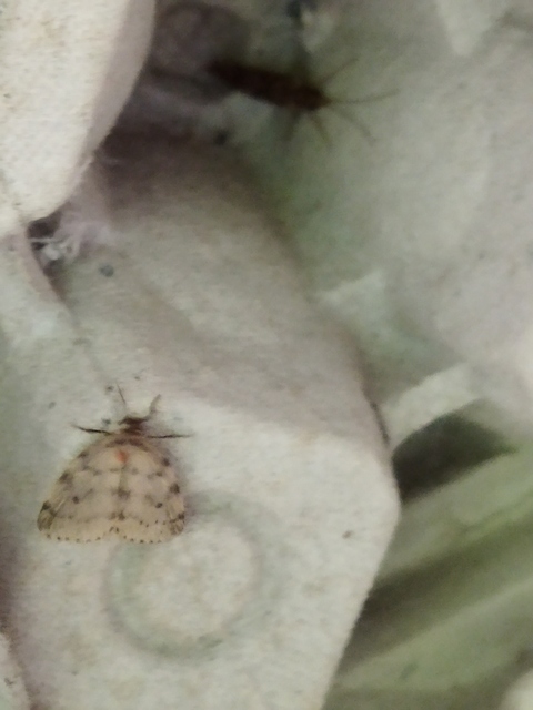 Thumata senex - mocsári medvelepke