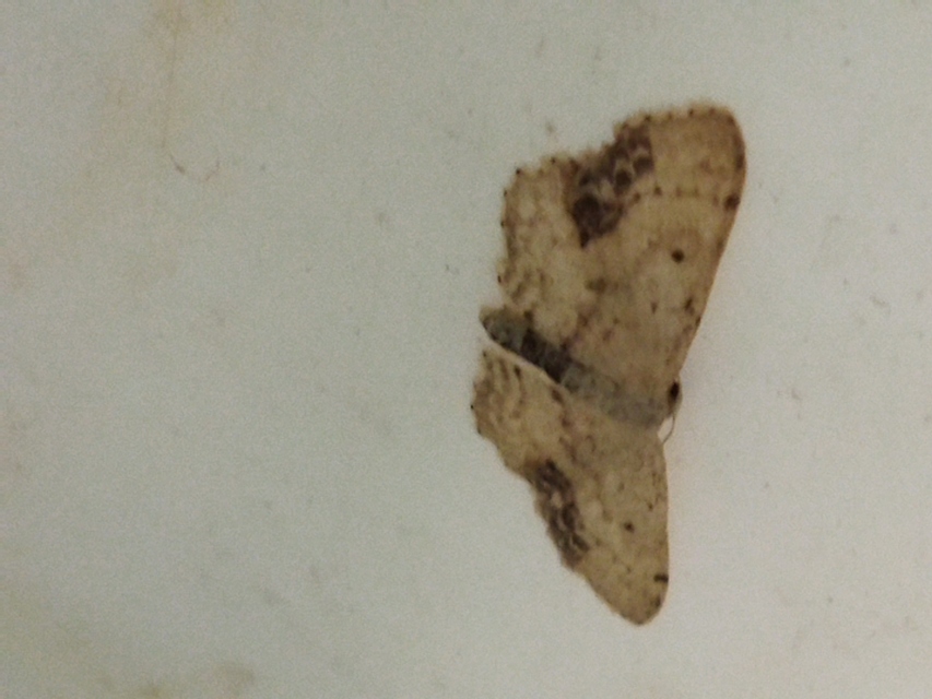 Idaea dimidiata - gyakori apróaraszoló