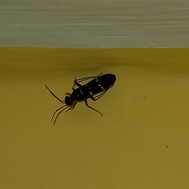 Globiceps sphaegiformis - kétpúpú mezeipoloska