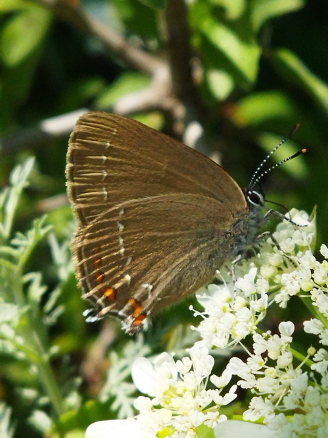Satyrium ilicis - tölgyfa-csücsköslepke