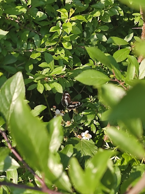 Neptis rivularis - nagy fehérsávoslepke