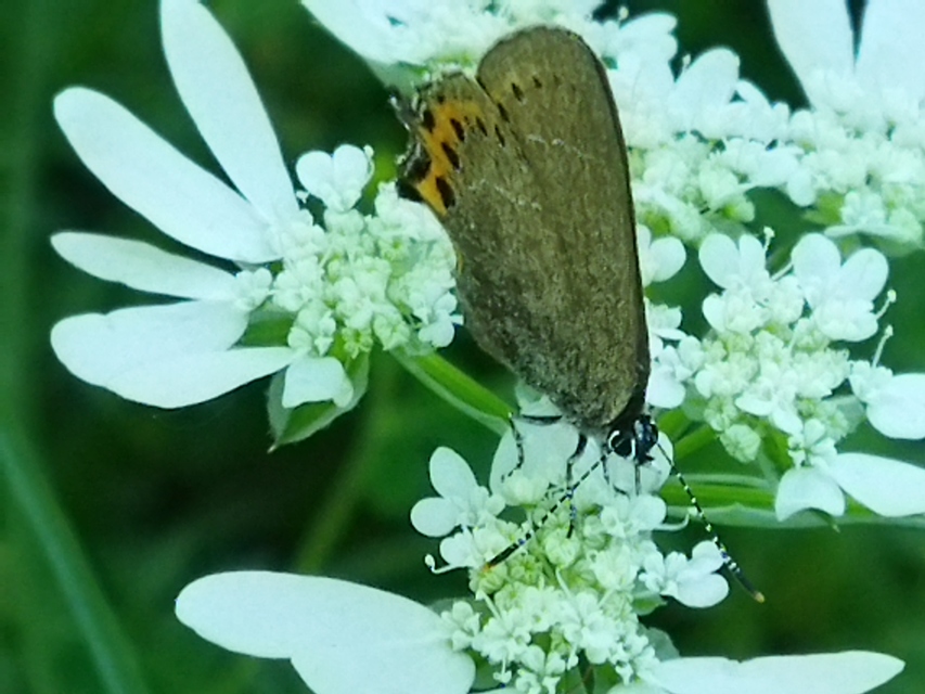 Satyrium pruni - szilvafa-csücsköslepke
