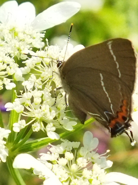 Satyrium w-album - szilfa-csücsköslepke
