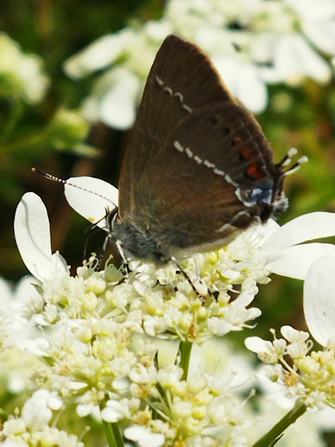 Satyrium spini - kökény-csücsköslepke