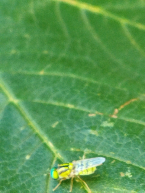 Oxycera trilineata - fémzöld kurtalégy