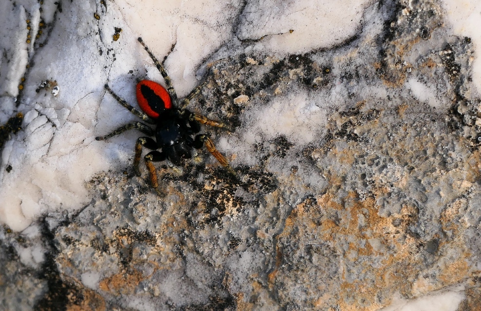 Philaeus chrysops - piros ugrópók
