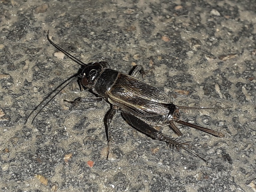 Eumodicogryllus bordigalensis - bordói tücsök