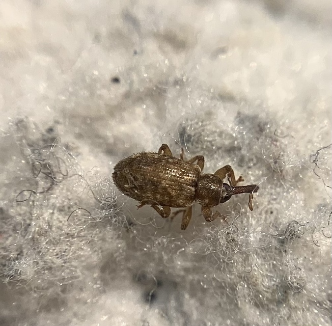 Dorytomus hirtipennis - szőrös hangormányos